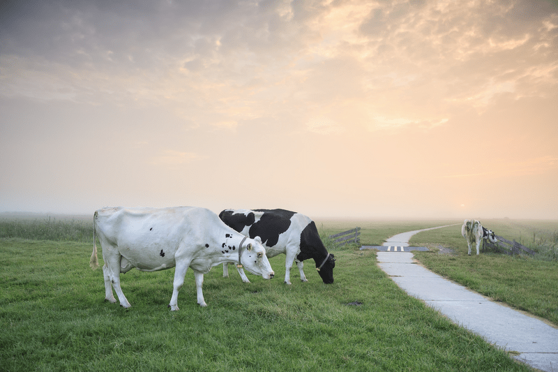 Home 23 About Us - Swastika